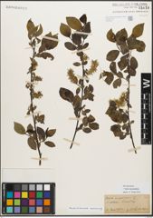 Foto von Salix myrsinifolia Salisb.
